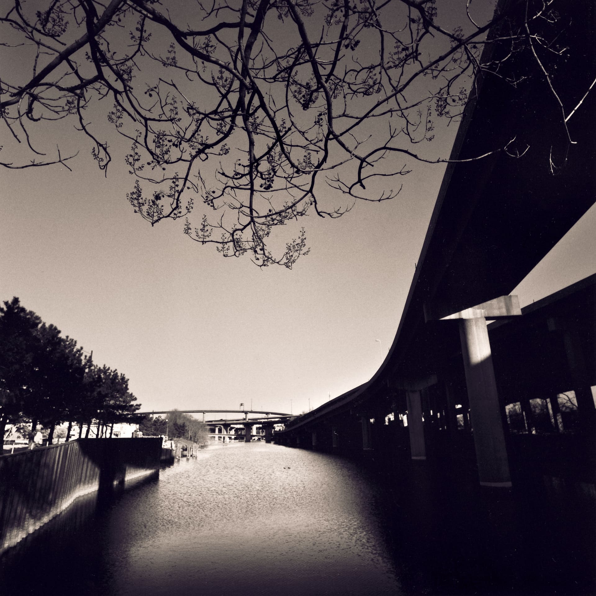 Bare tree branches overhang a channel of water beside an elevated concrete highway viaduct, distant bridges under a pale sky