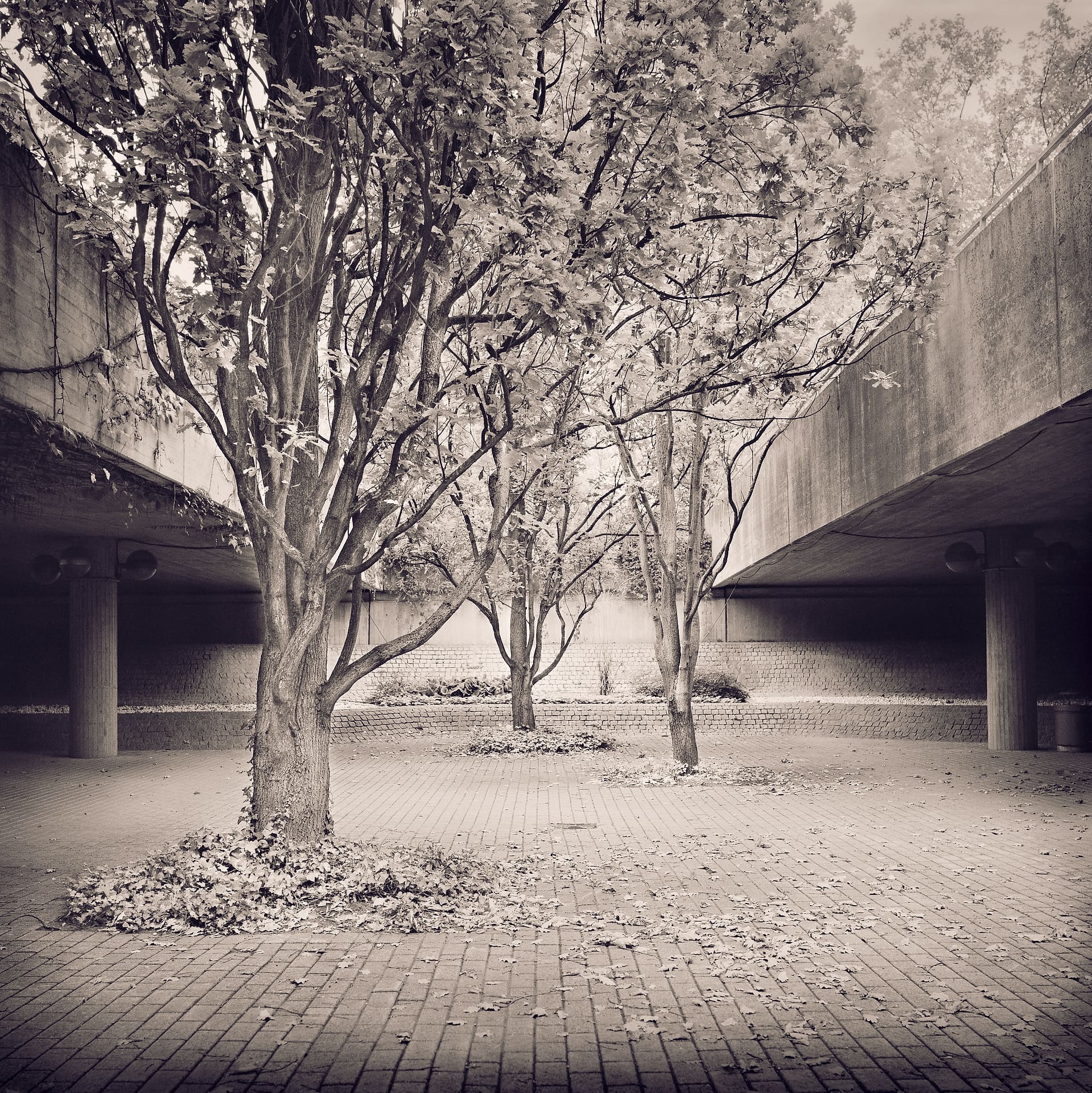 Slender trees growing between two concrete overpass decks above brick paving strewn with fallen leaves