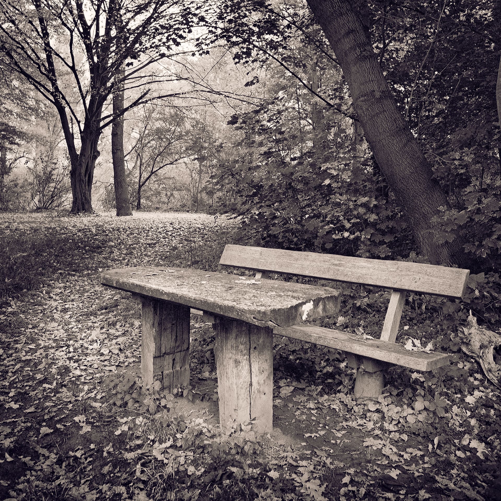 Weathered wooden bench and plank table under leaning trees on a woodland floor deep in fallen leaves
