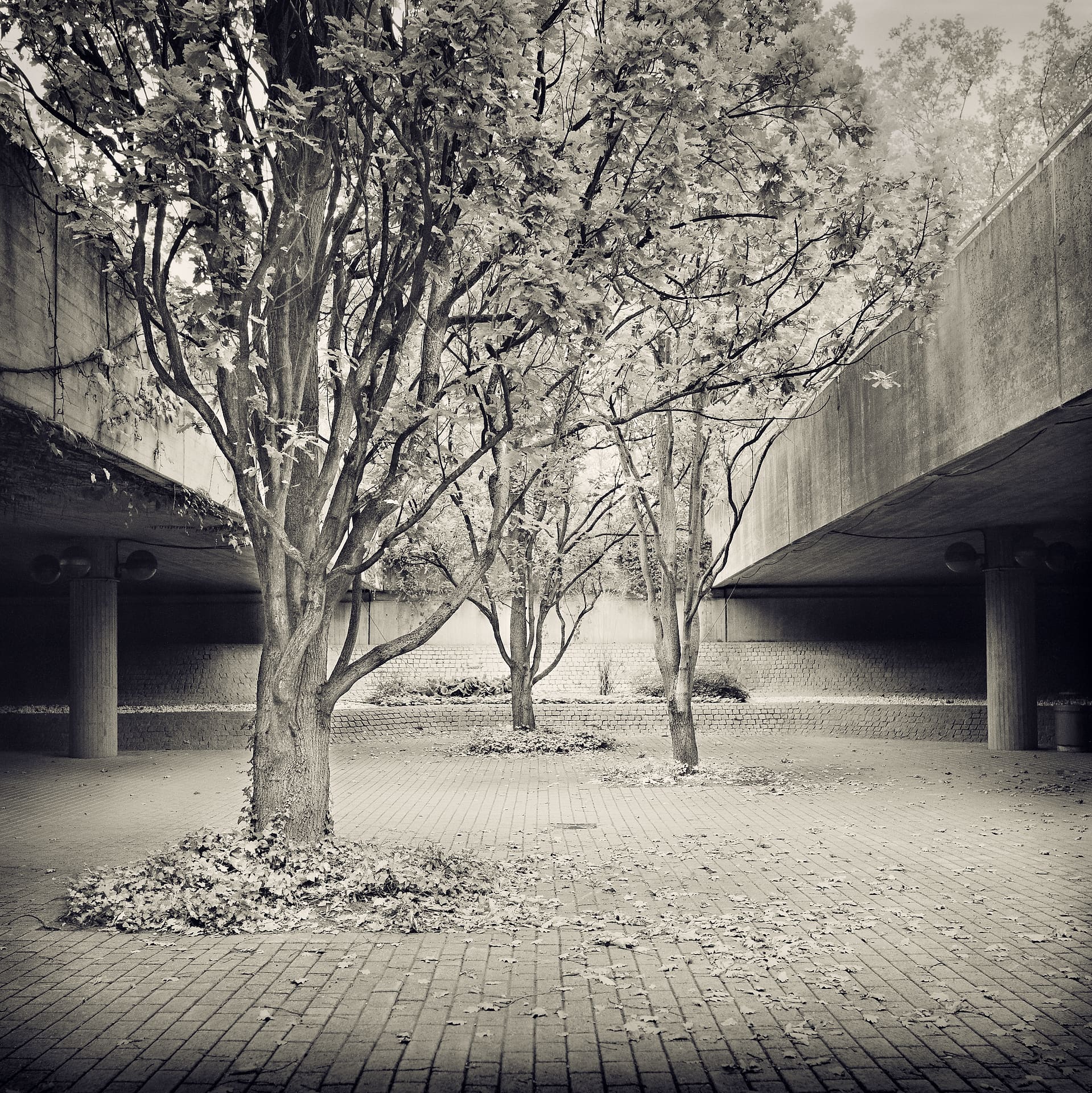 Slender trees growing between two concrete overpass decks above brick paving strewn with fallen leaves