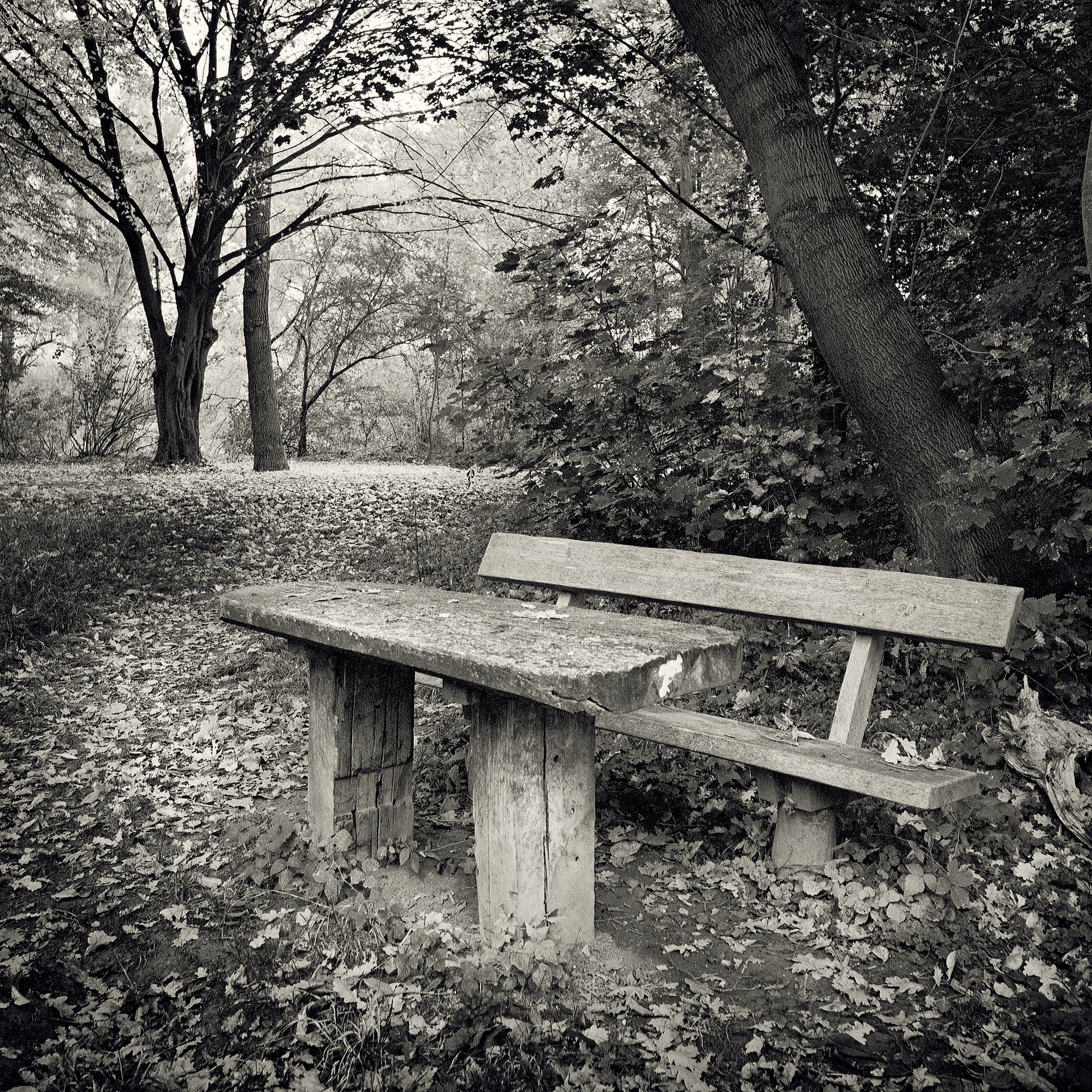 Weathered wooden bench and plank table under leaning trees on a woodland floor deep in fallen leaves