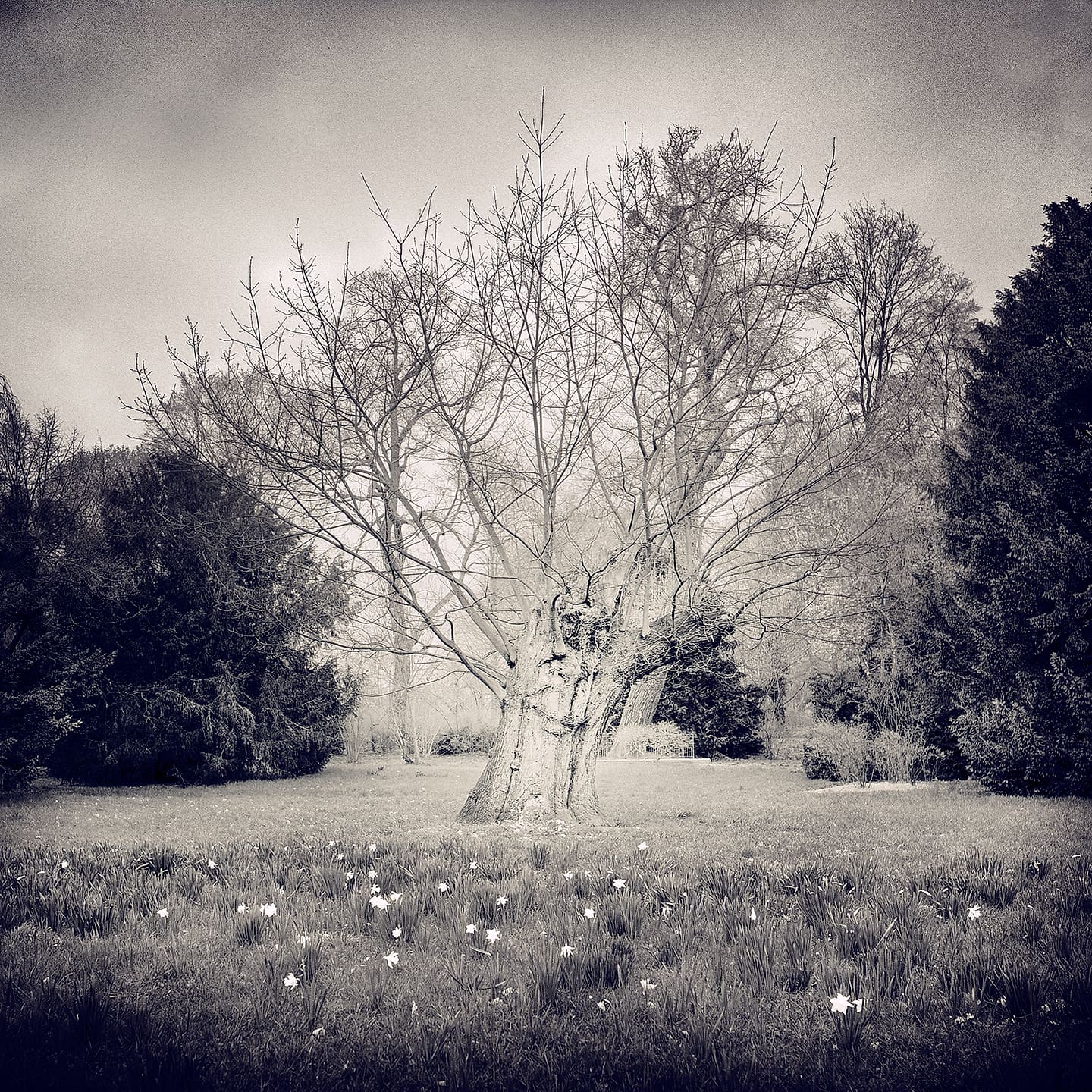 Bare spreading oak in a misty park meadow, daffodils scattered across the grass, dark conifers behind