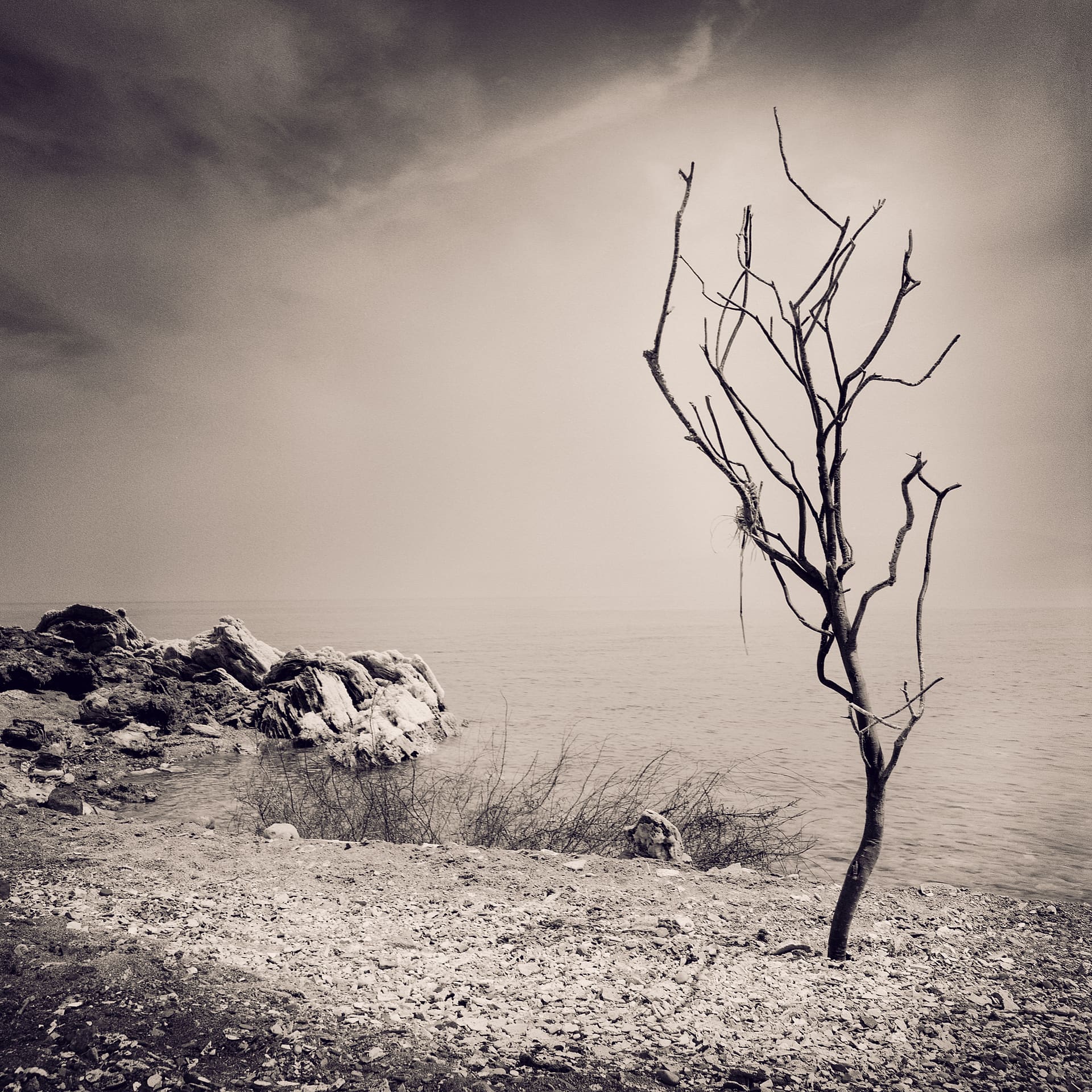 Bare twisted tree on a salt-crusted stony shore beside flat hazy water under heavy cloud
