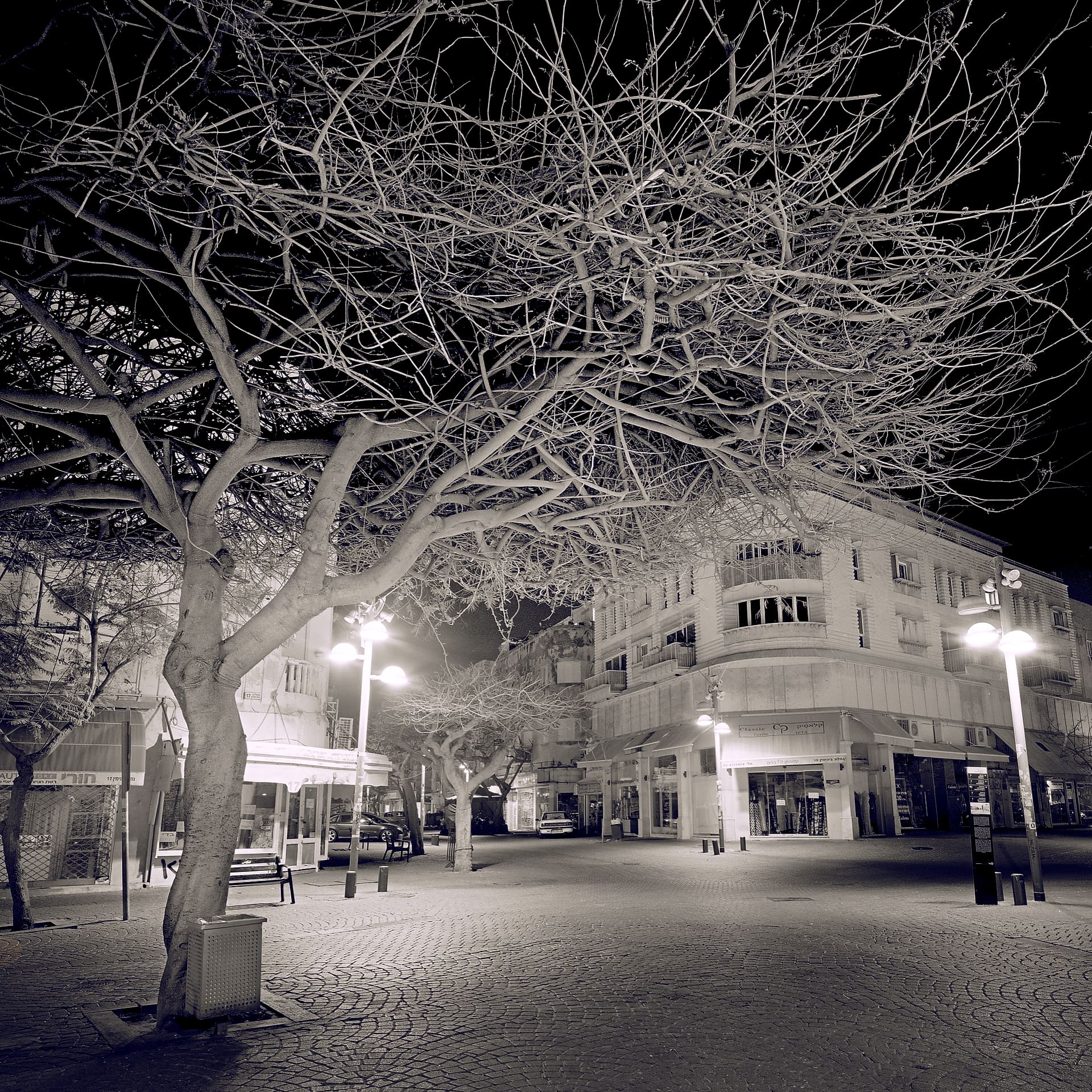 Bare spreading tree lit from below over an empty paved square, curved corner building and glowing streetlamps at night