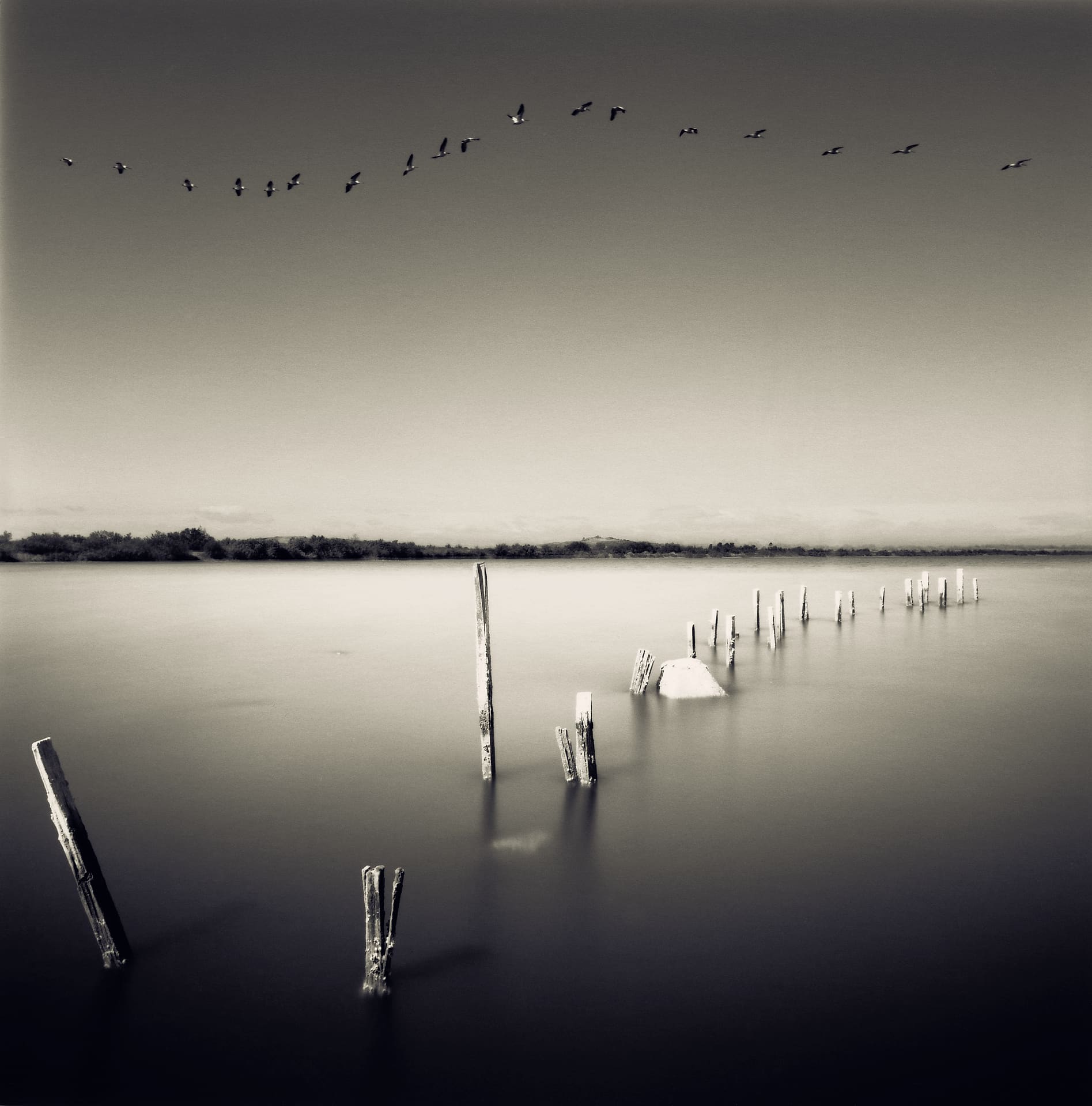 Line of birds flying across a pale sky above a curving row of broken pilings in glassy water