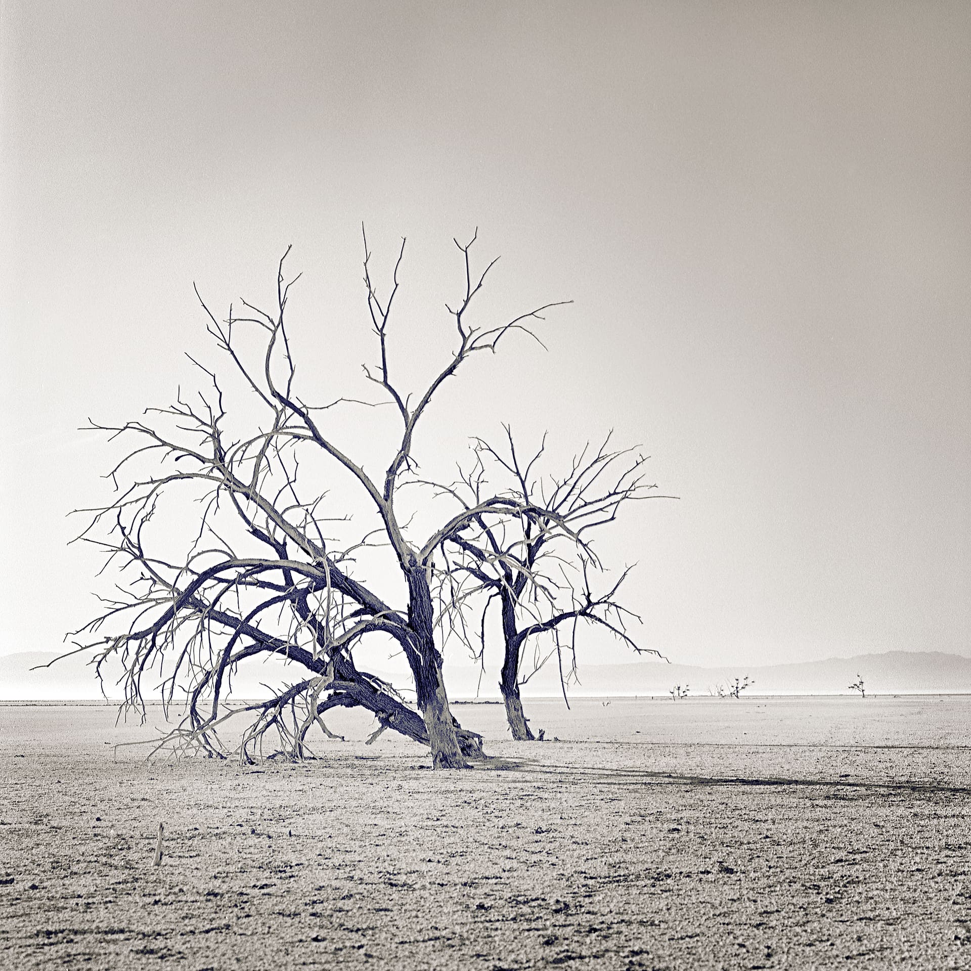 Two bare dead trees standing alone on a pale flat desert plain with faint mountains on the hazy horizon