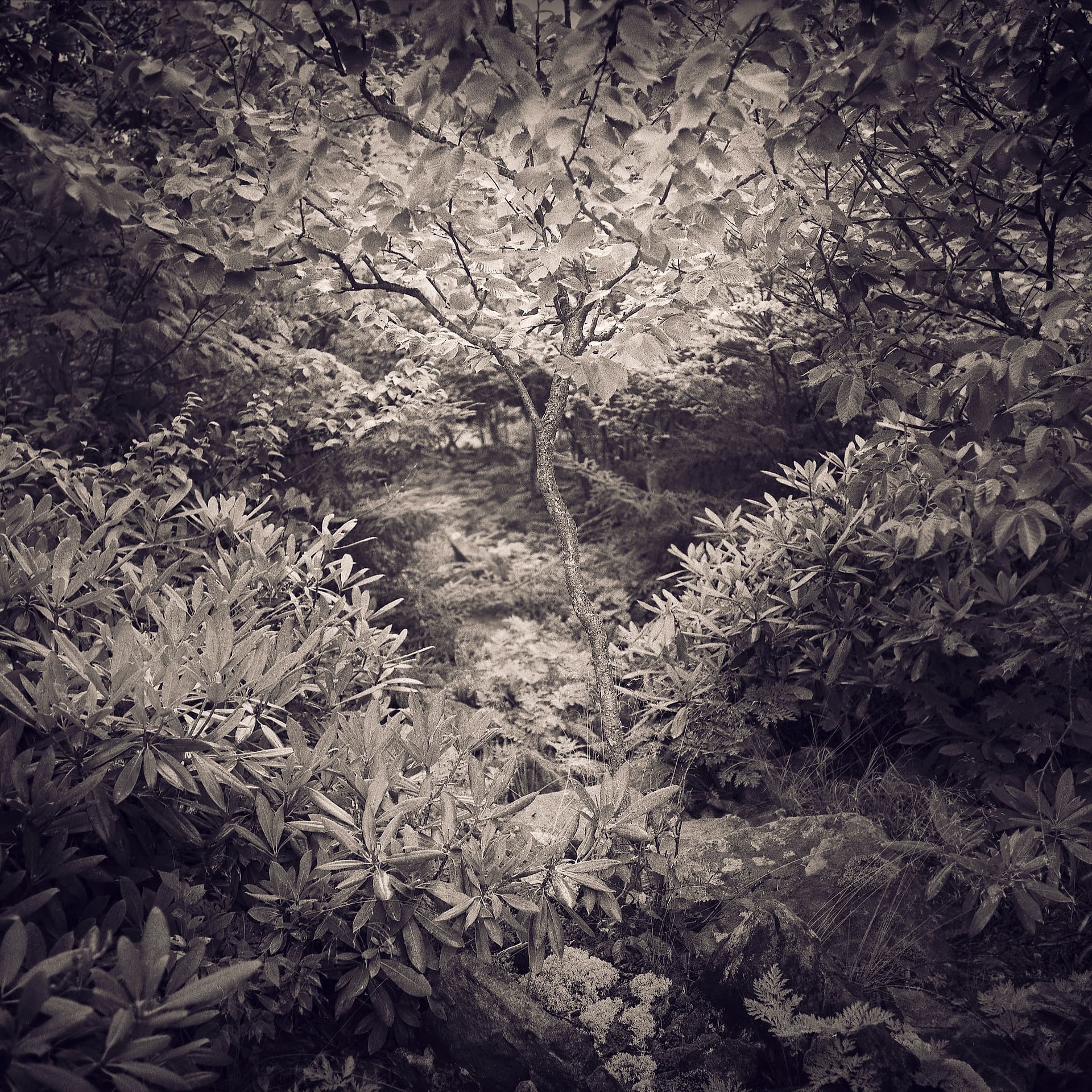 Slender sapling rising through dense rhododendron and beech leaves, lichen-covered boulders in the foreground