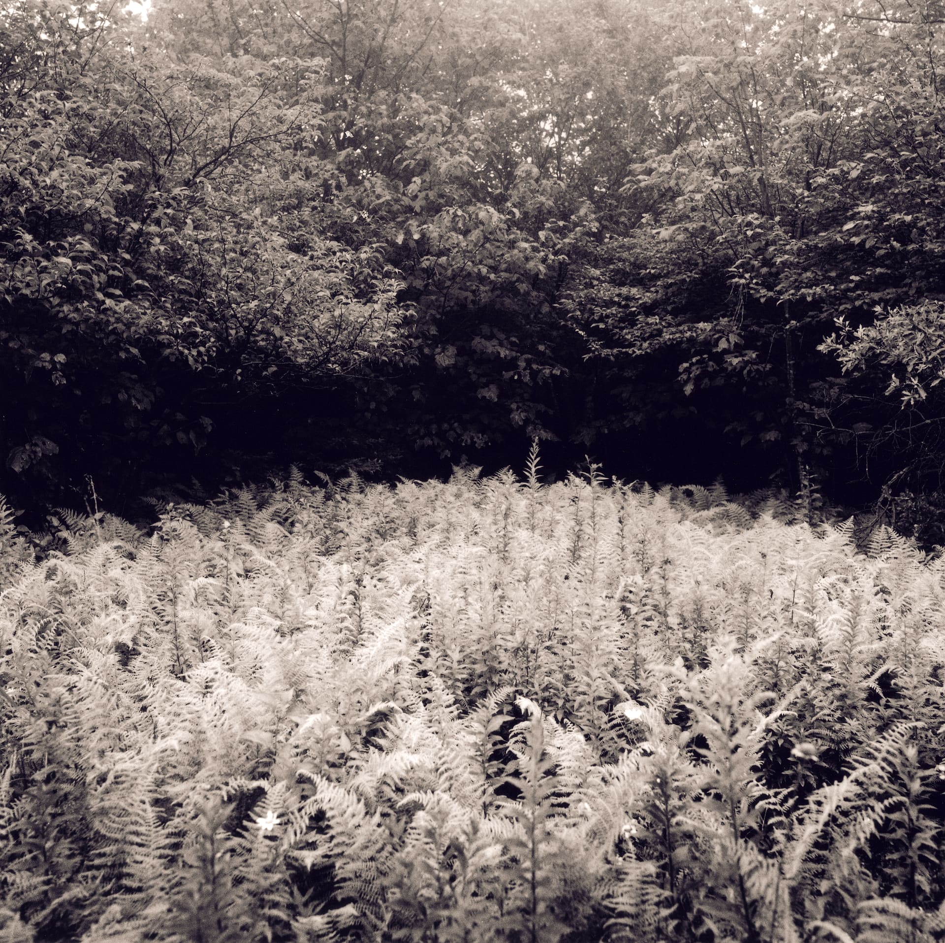 Dense field of bracken ferns catching bright light below a dark wall of overhanging deciduous forest