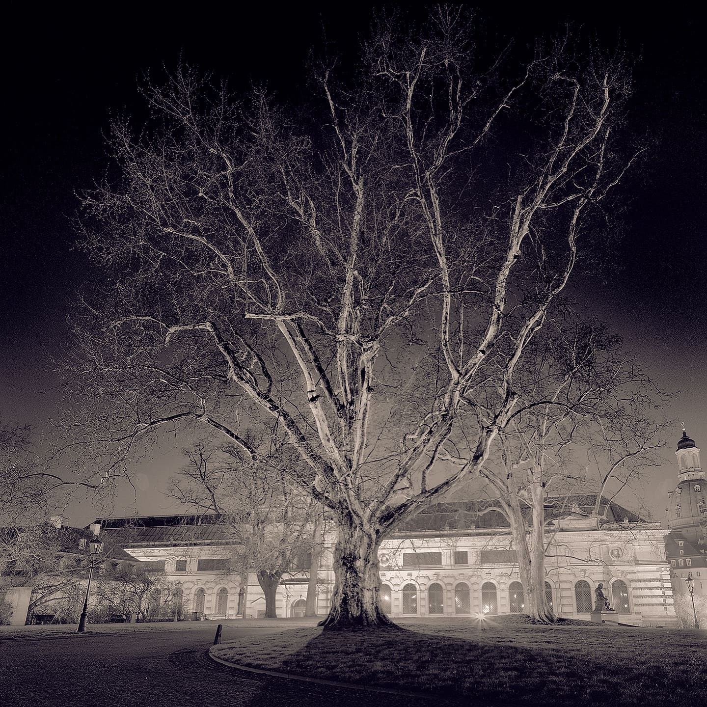 Bare plane tree lit from below at night in front of a floodlit arcaded palace, tower beyond