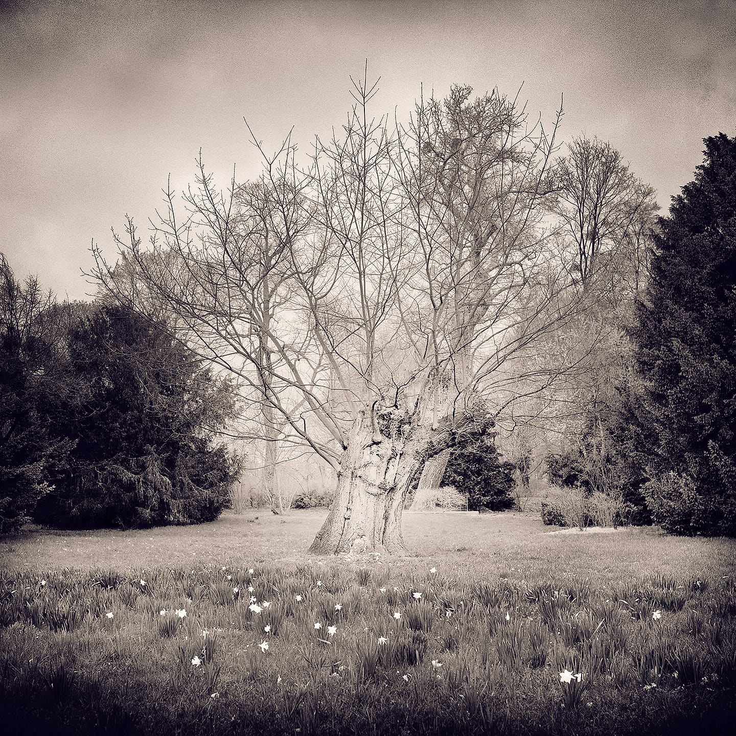 Bare spreading oak in a misty park meadow, daffodils scattered across the grass, dark conifers behind