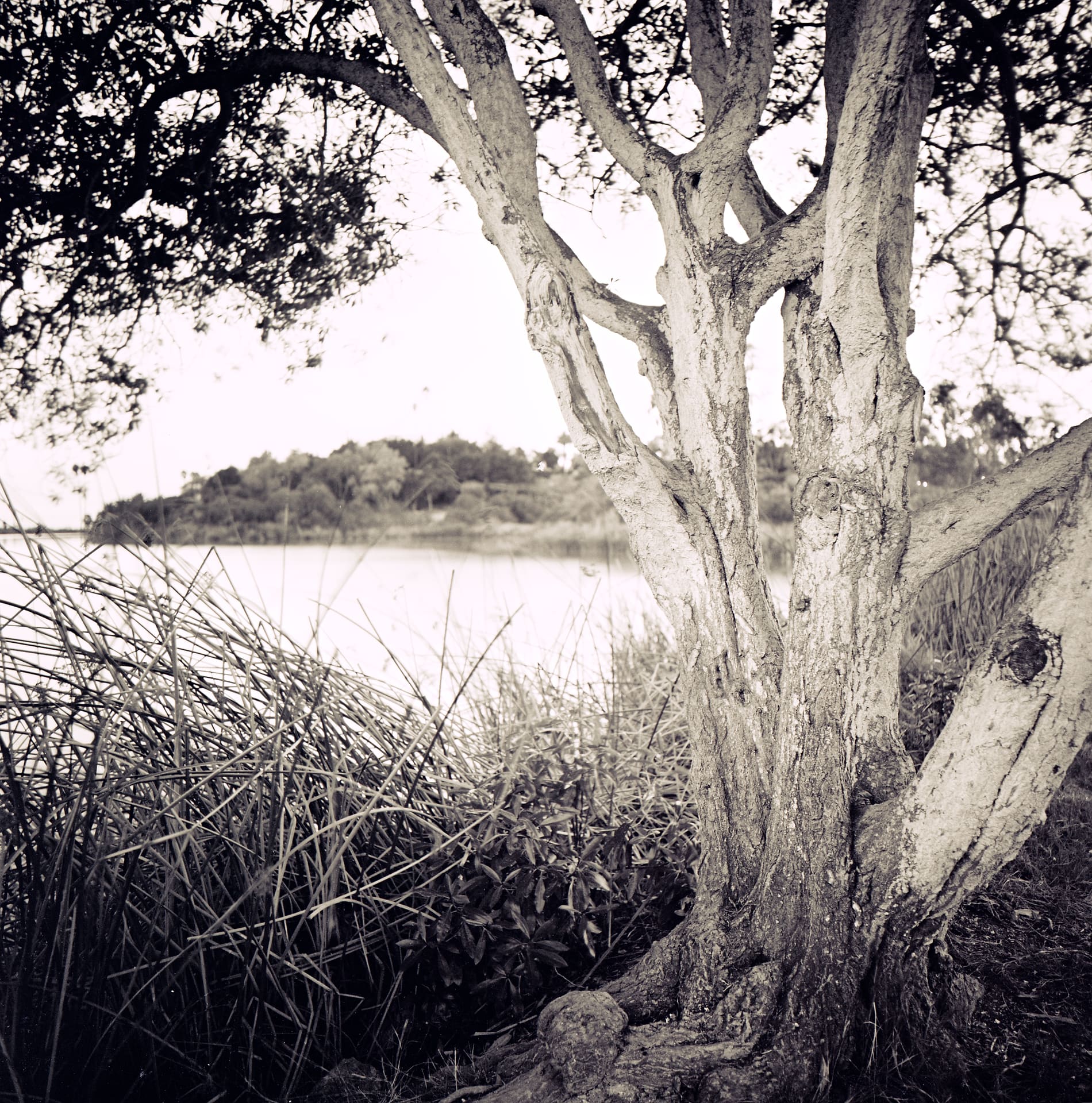 Pale multi-trunked tree beside a still lagoon fringed with reeds, wooded shoreline soft in the distance