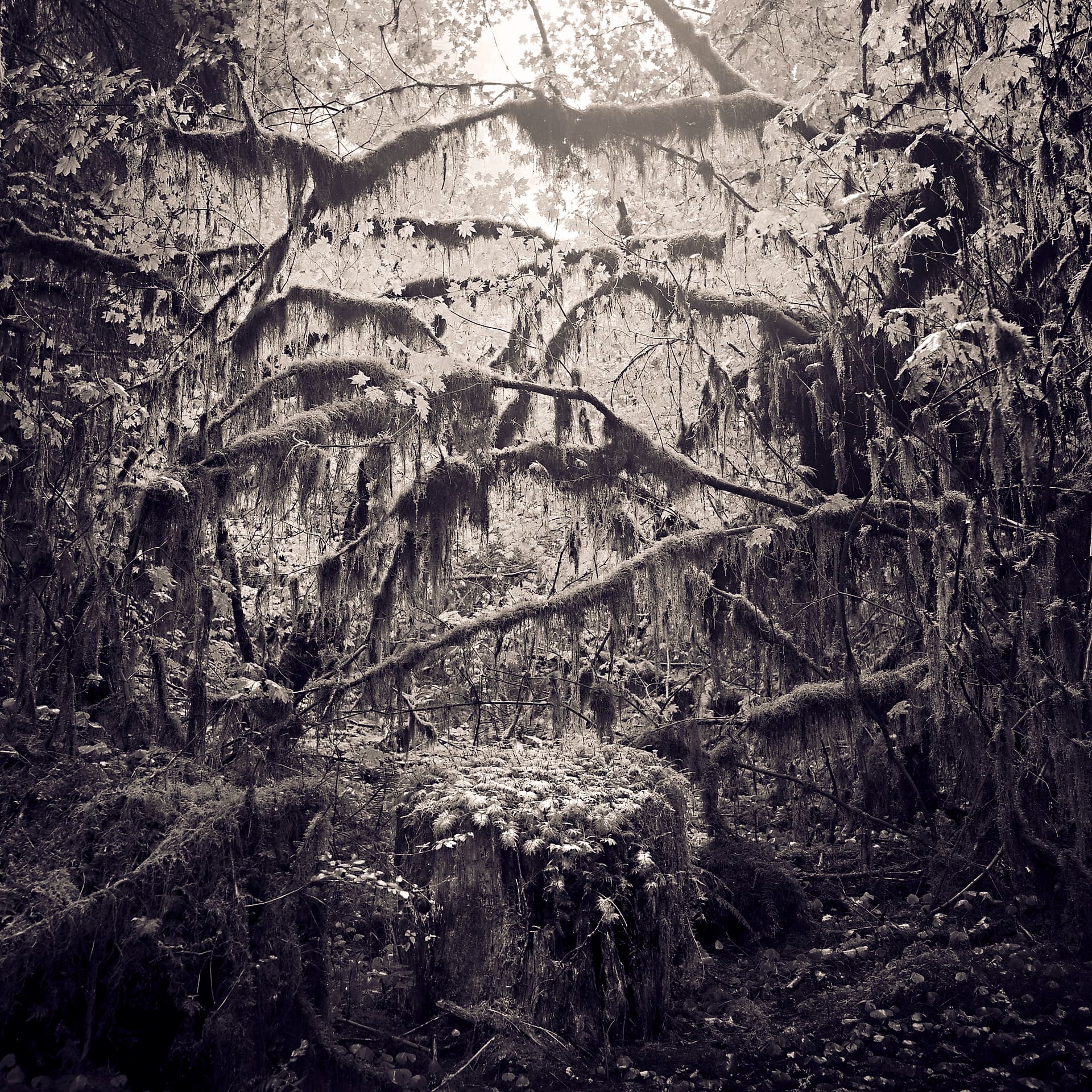 Moss-draped branches hanging through dense temperate rainforest, ferns sprouting from a cut stump in soft light