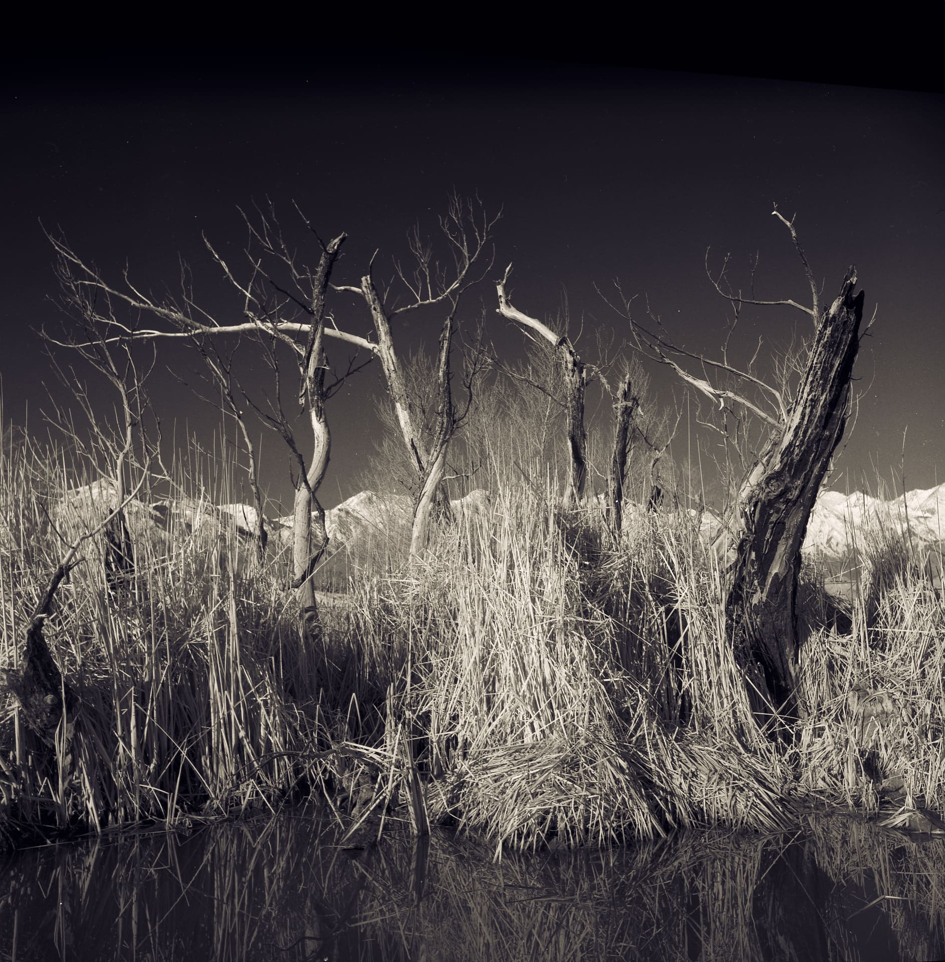 Dead bare trees and pale reeds standing in still water, snow-capped mountains behind under dark sky