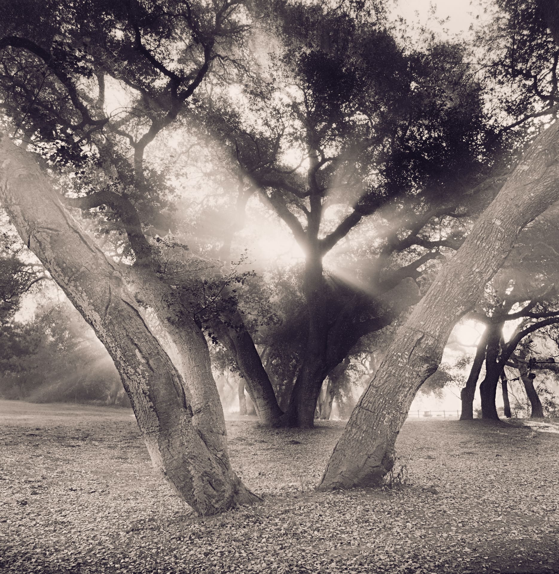 Low sun flaring through leaning oak trunks, misty rays crossing an open grove floor of fallen leaves