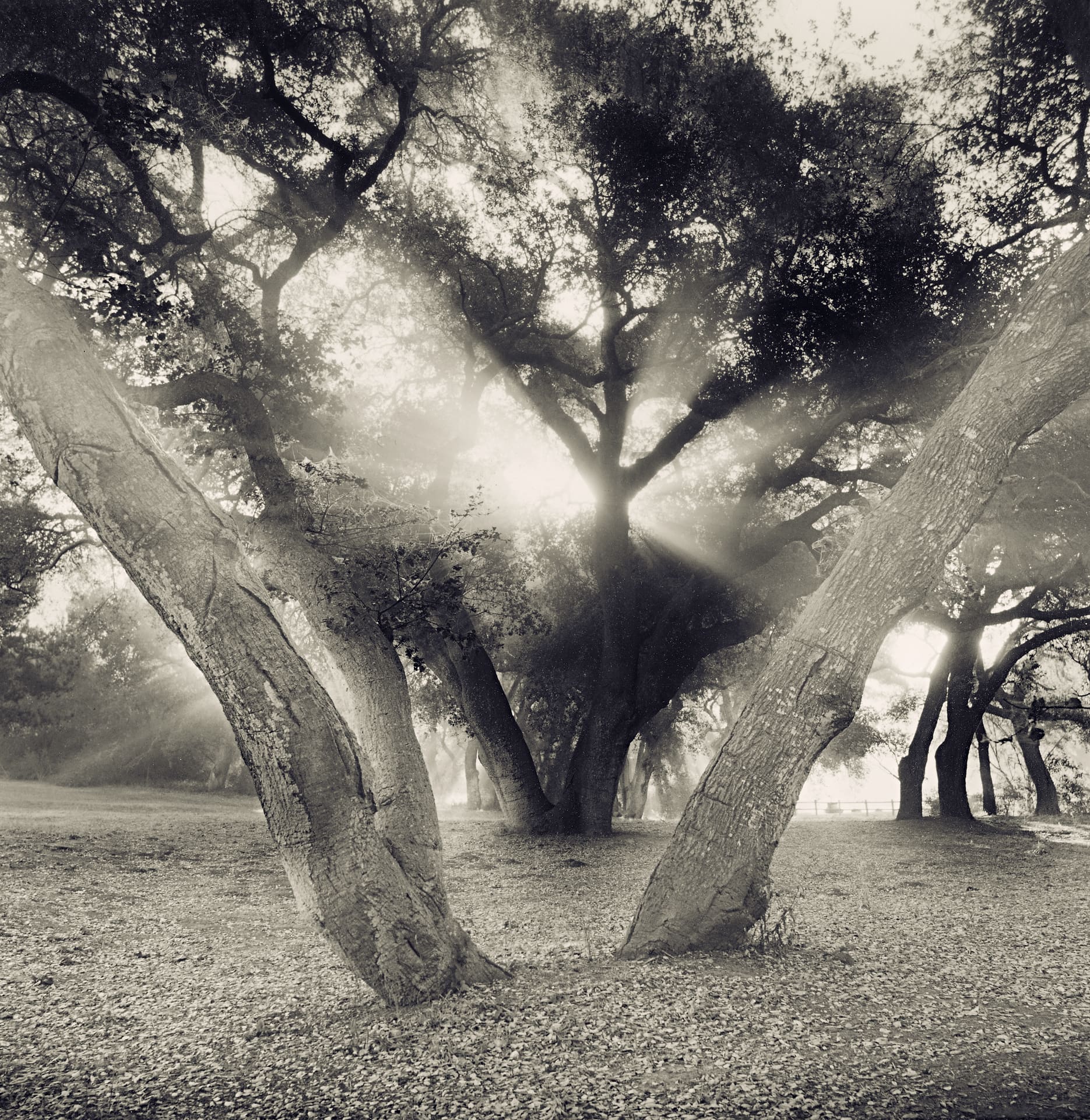 Low sun flaring through leaning oak trunks, misty rays crossing an open grove floor of fallen leaves